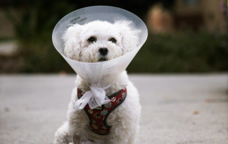 Medlemsmöte – Kraftigt ökande priser för veterinärvård                   